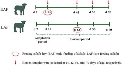 Alfalfa supplementation timing changes the rumen archaeal and fungal community composition and colonization in pre-weaning lambs